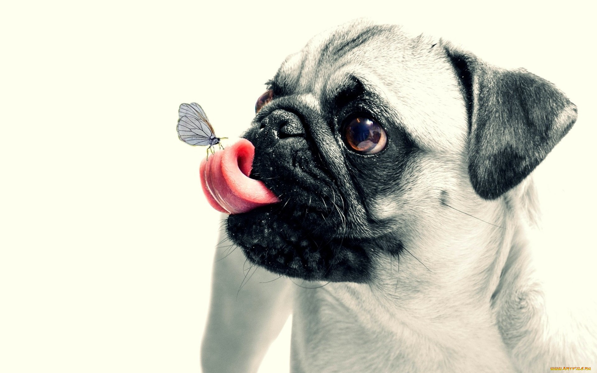 , , , , pug, animal, butterfly, dog, , , , puppy